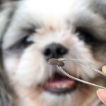 Cane, pinzetta tiene zecca