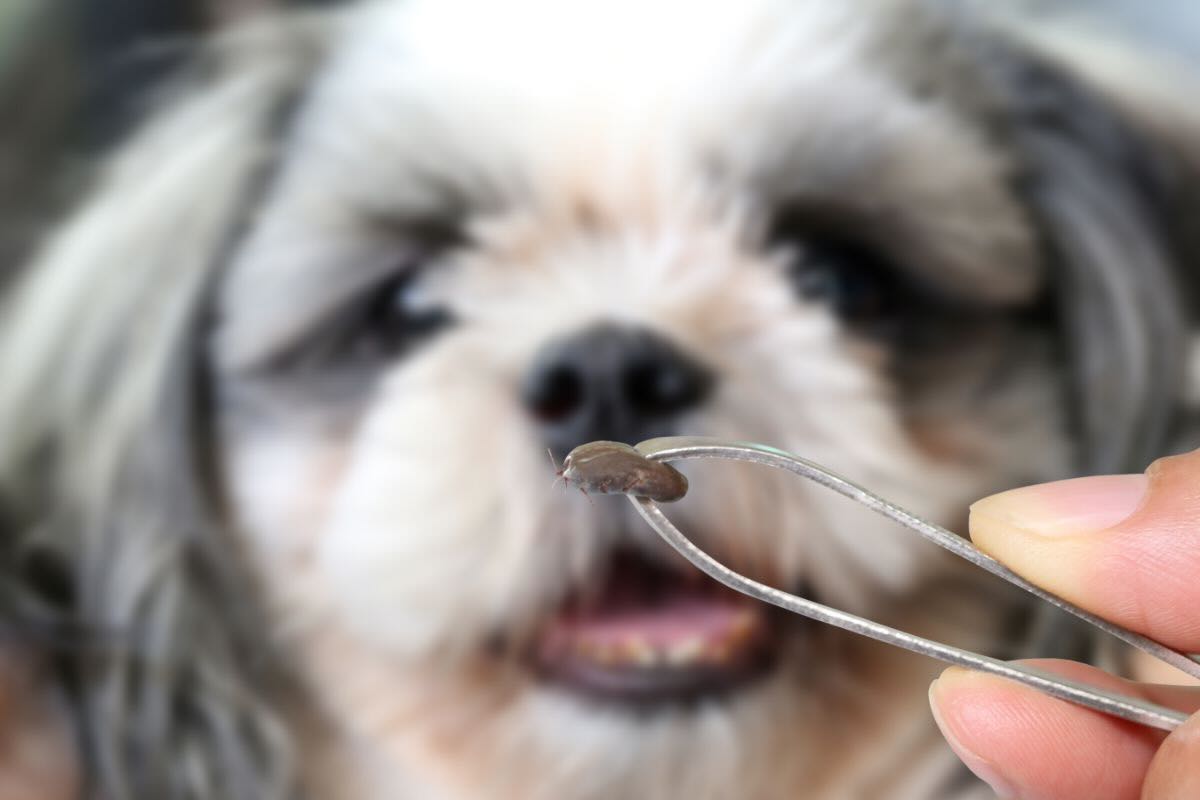 Cane, pinzetta tiene zecca